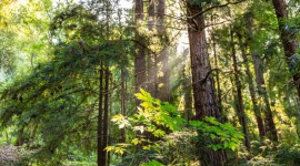 HP i World Wildlife Fund razem dla lasów LIFESTYLE, IT i technologie - Firma ogłasza program HP Sustainable Forests Cooperative2 i wraz z organizacją WWF wspiera ochronę środowiska naturalnego